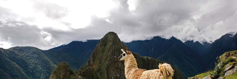 A llama overlooking the Machu Picchu ruins